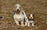 PETIT BASSET GRIFFON VENDEEN